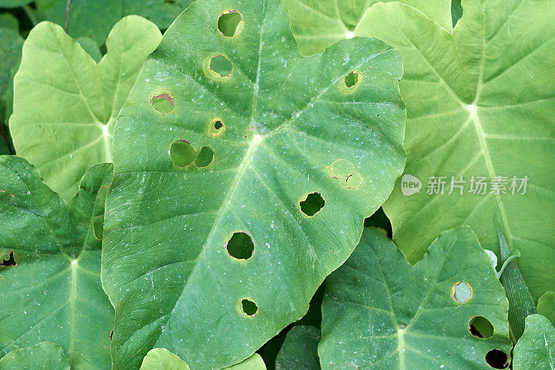 Colocasio象耳植物叶- Stock形象